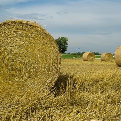 summer,  july,  natura,  belarus